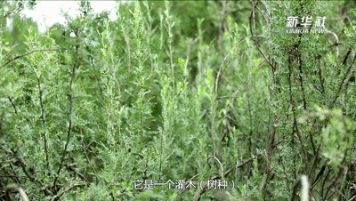 1128891100_16596428675731n.gif