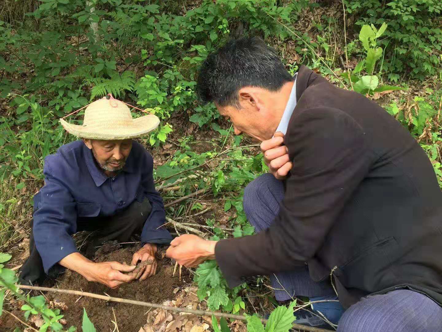 仙太坝镇村干部协助农户种植天麻.jpg
