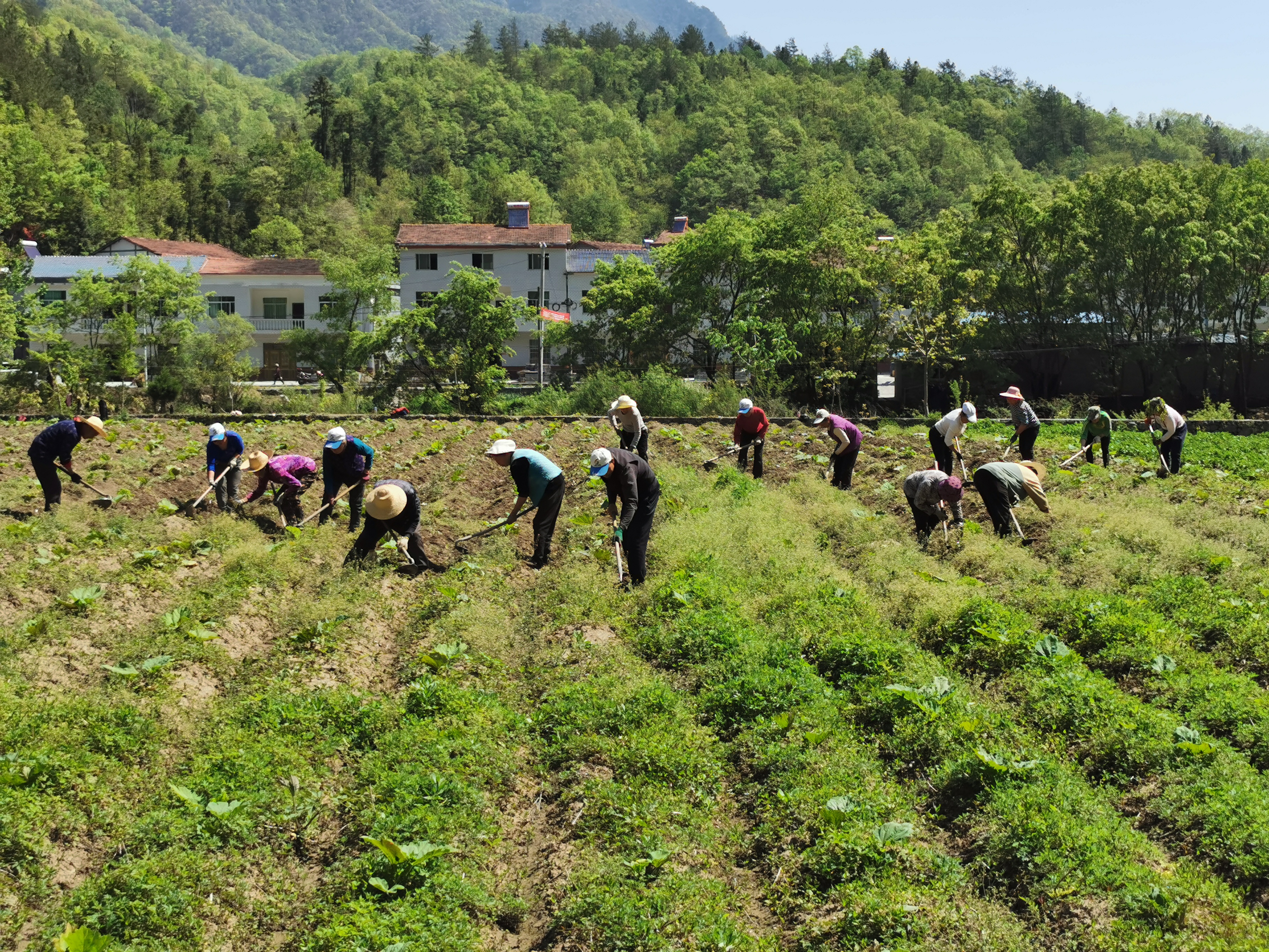 张安华组织村民在大黄基地除草.jpg