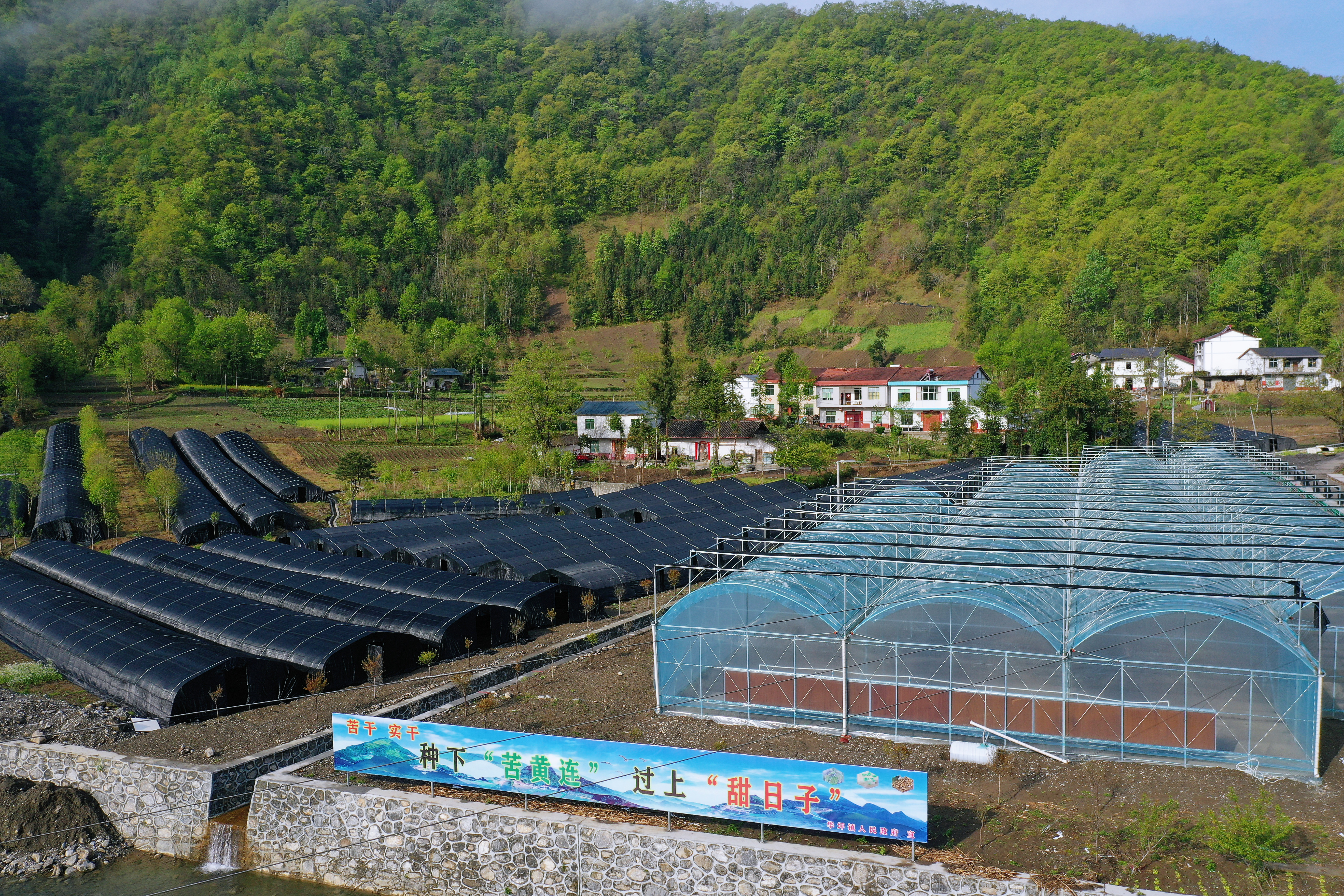 团结村黄连示范基地.jpg