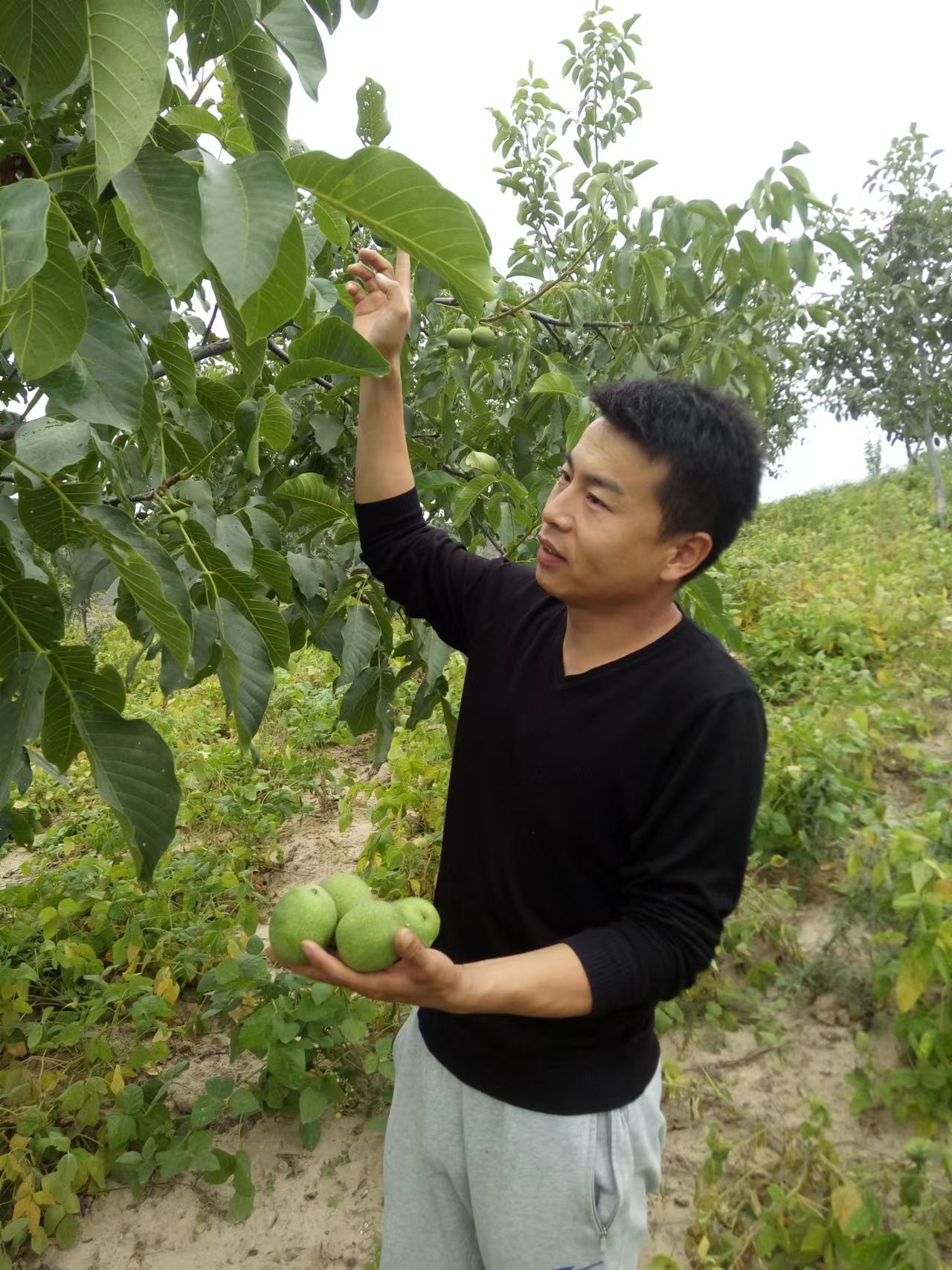 五里湾便民中心刘阳村核桃产业（代晓岗）.jpg
