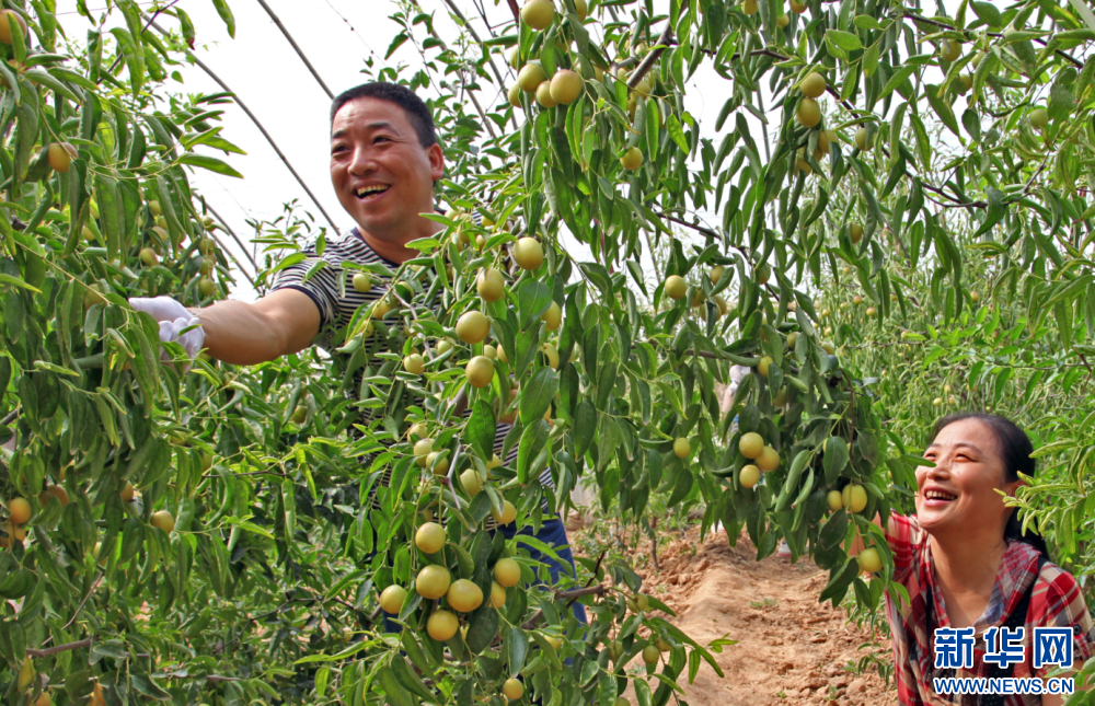 冬枣喜获丰收,枣农正在采摘。渭南市委宣传部供图.jpg 冬枣喜获丰收,枣农正在采摘。渭南市委宣传部供图.jpg